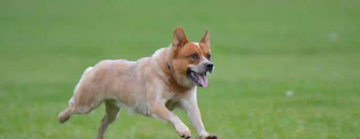 röd australian cattledog springer i gräset