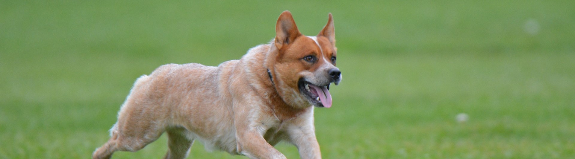 röd australian cattledog springer i gräset