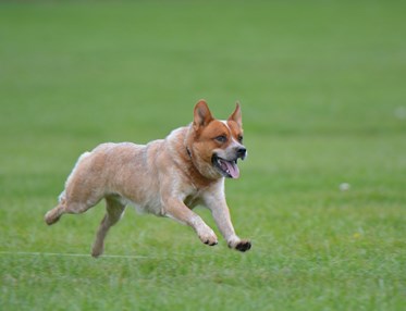 röd australian cattledog springer i gräset