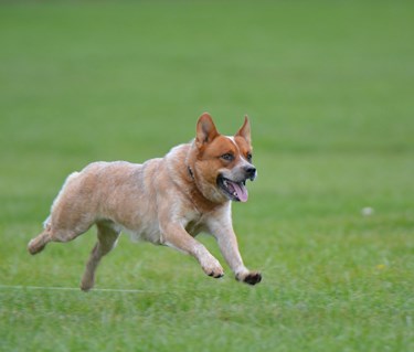 röd australian cattledog springer i gräset