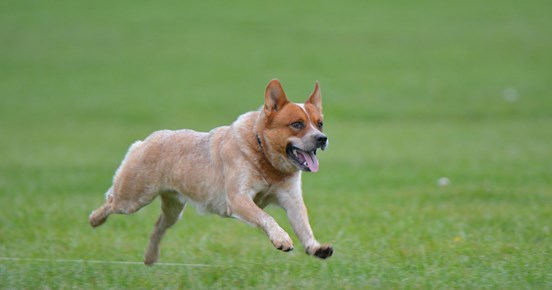 röd australian cattledog springer i gräset