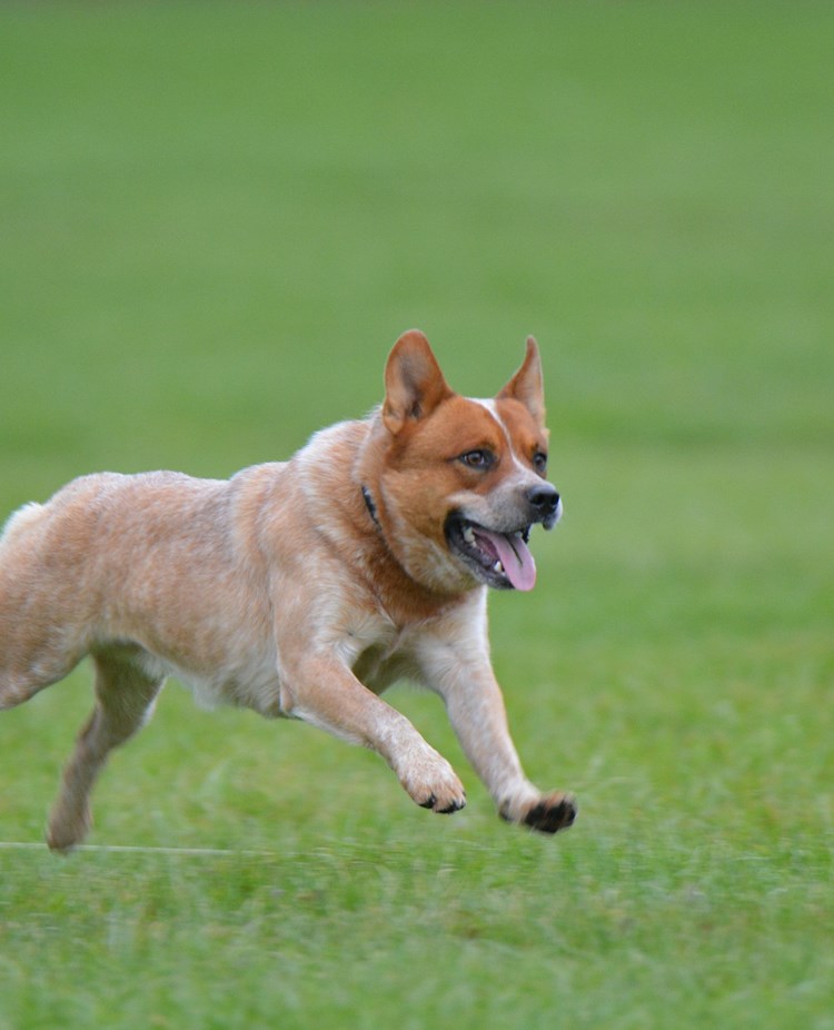 röd australian cattledog springer i gräset
