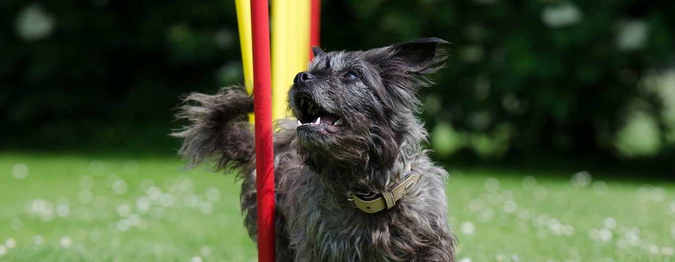 Närbild på terrier som springer slalombana