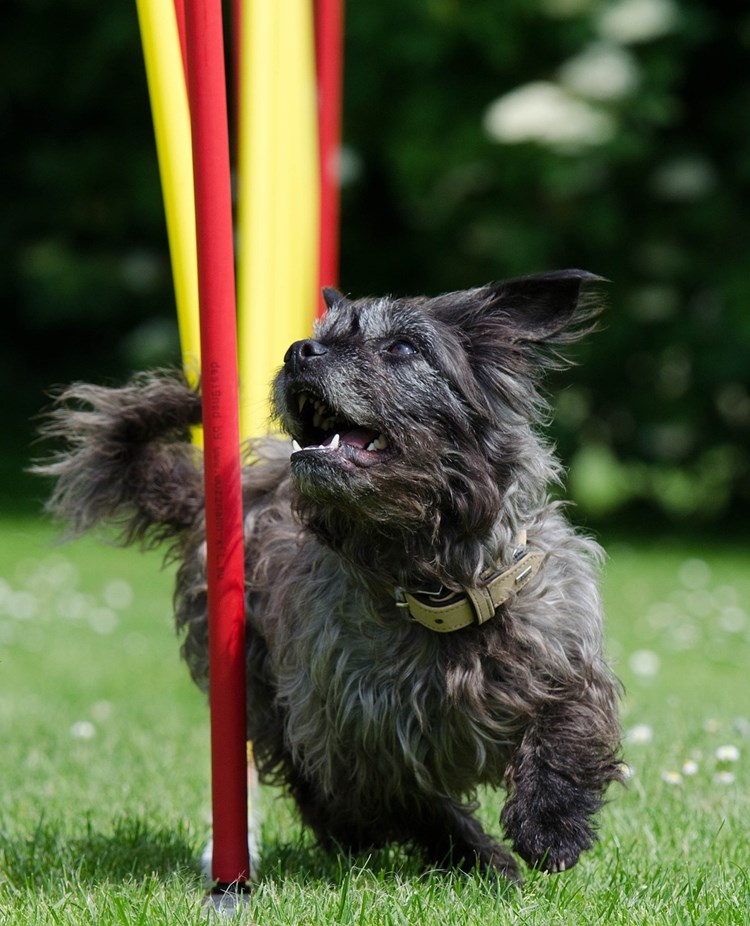 Närbild på terrier som springer slalombana