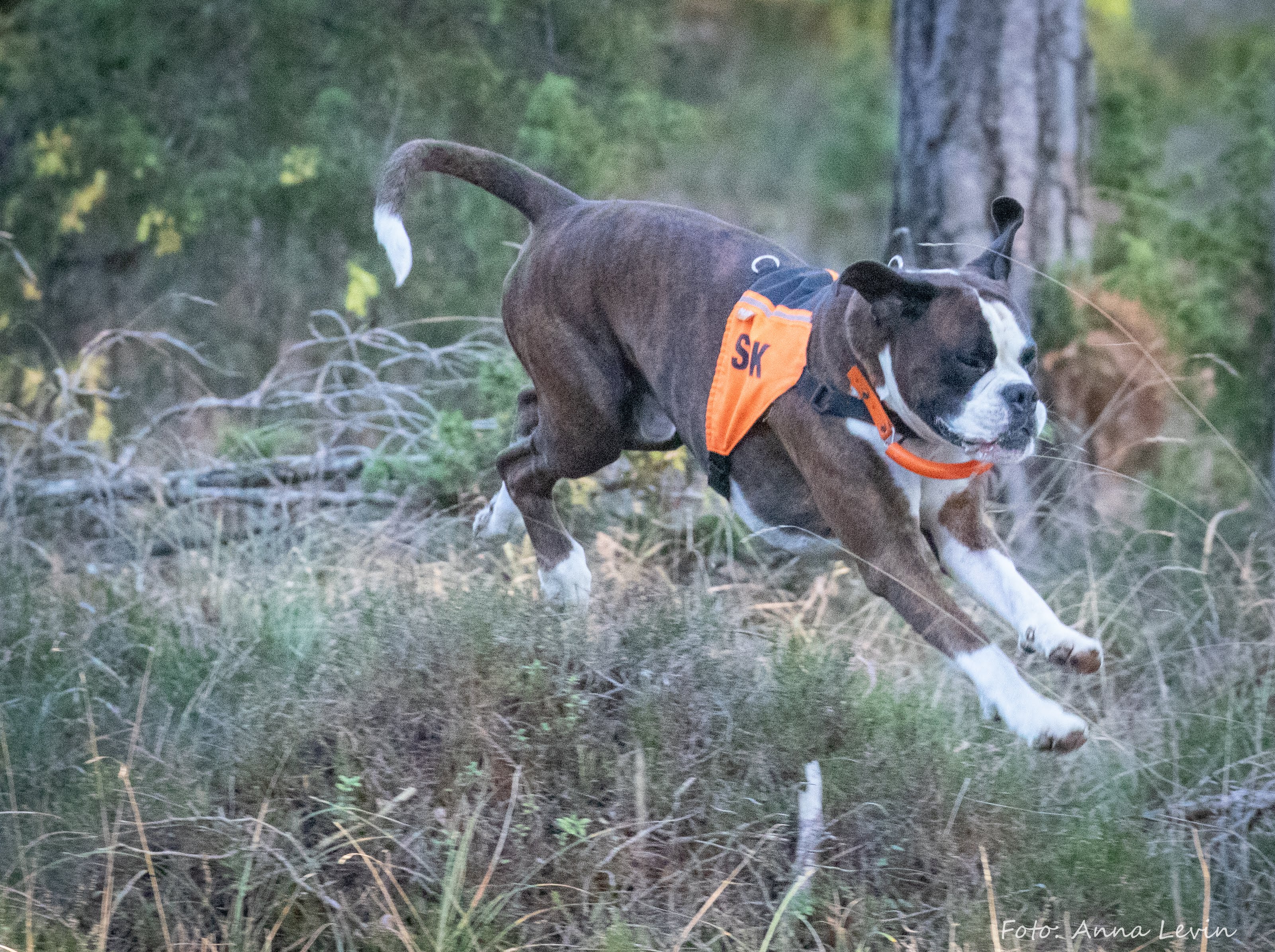 Personsök med Boxer