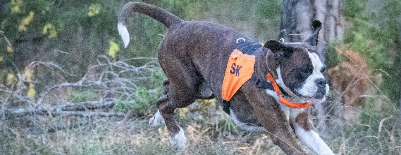 Personsök med Boxer