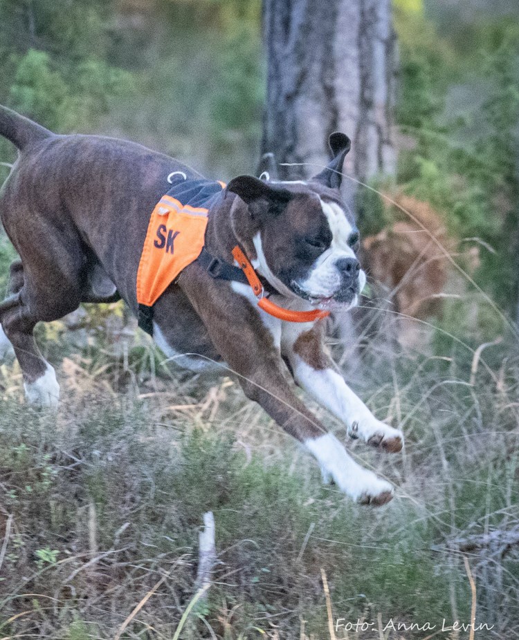 Personsök med Boxer