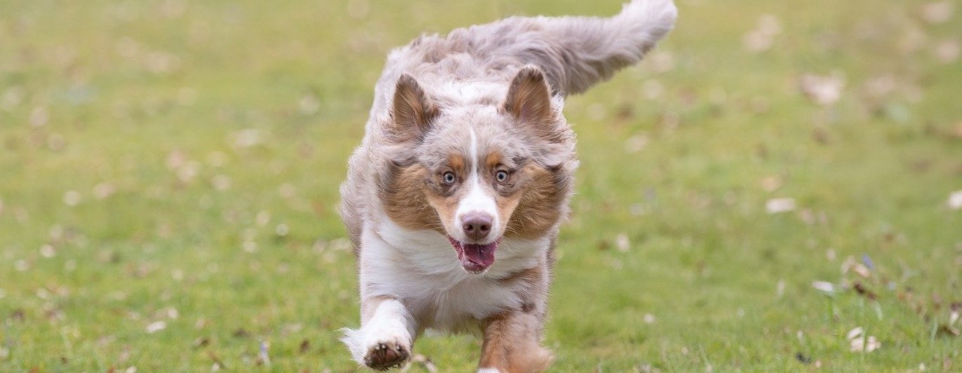 Springande australian shepherd på gräs