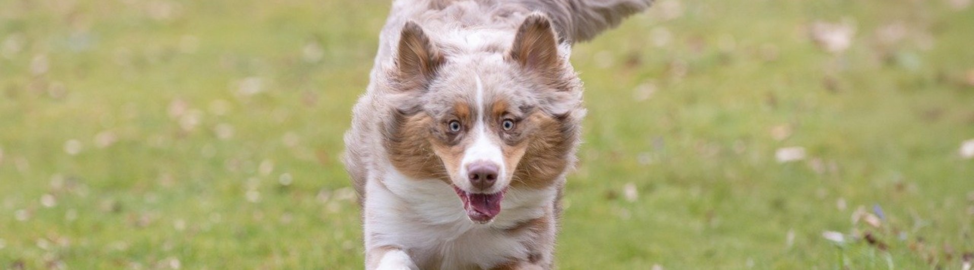Springande australian shepherd på gräs