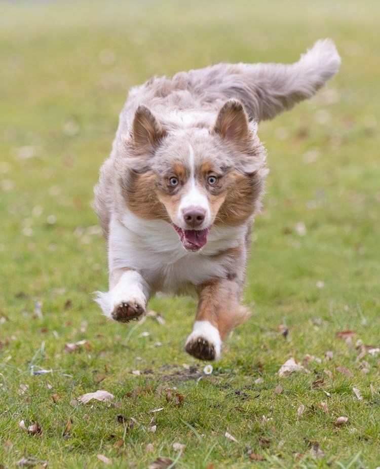 Springande australian shepherd på gräs