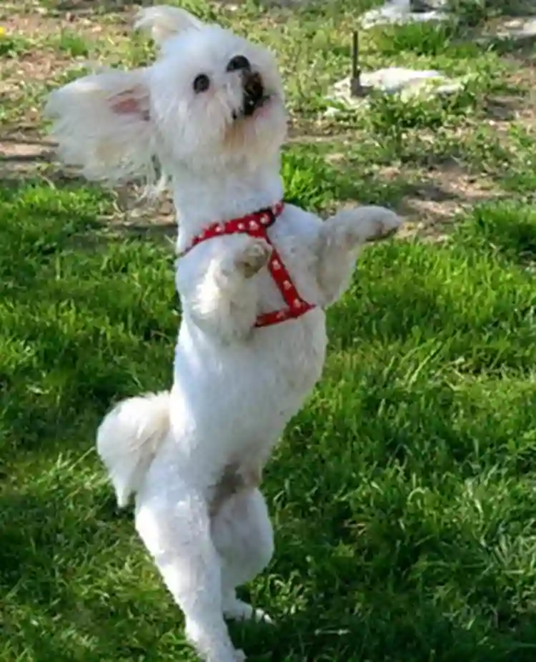 Dansande hund
