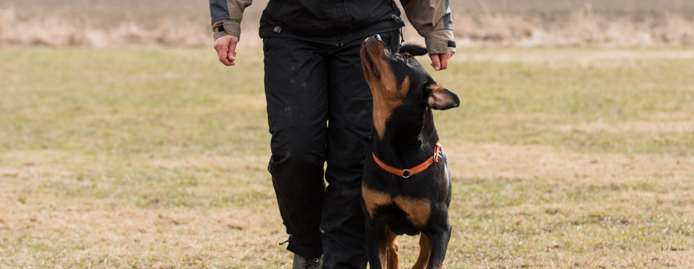 Rottweiler som går fot