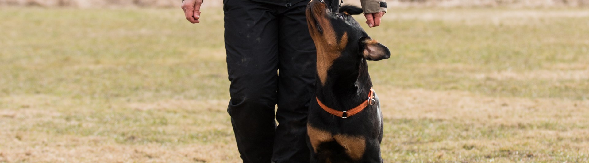 Rottweiler som går fot