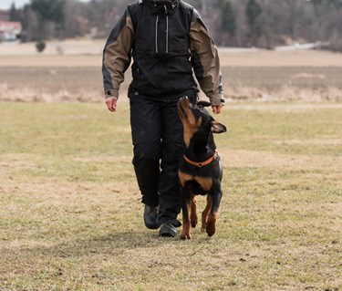 Rottweiler som går fot