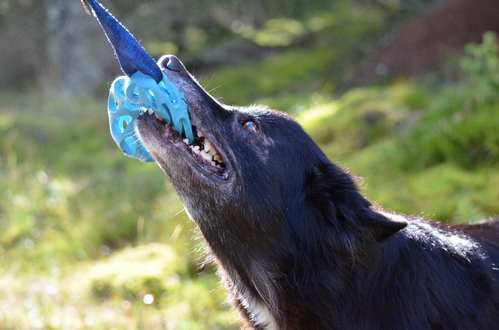 Hund drar i leksak med tänderna