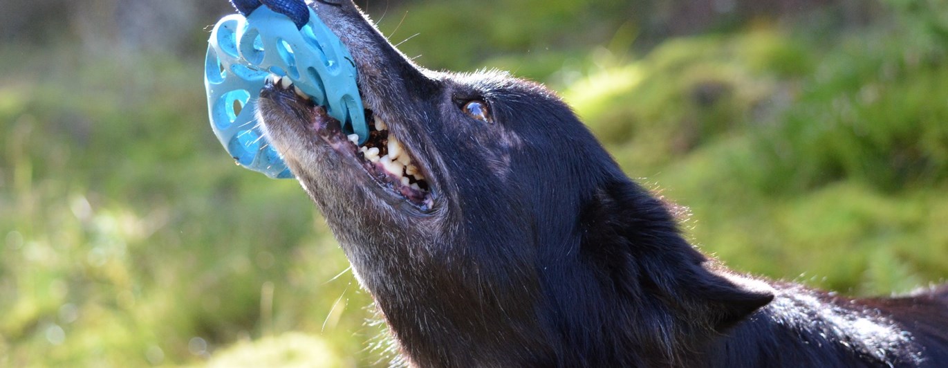 Hund drar i leksak med tänderna