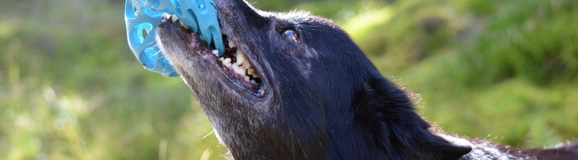 Hund drar i leksak med tänderna