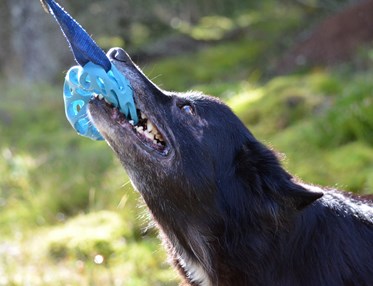 Hund drar i leksak med tänderna