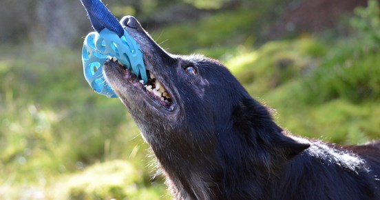 Hund drar i leksak med tänderna