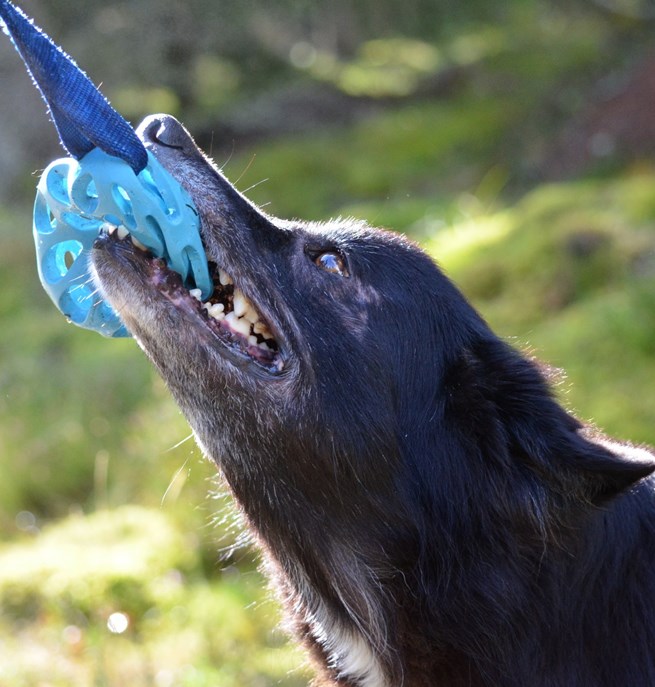 Hund drar i leksak med tänderna
