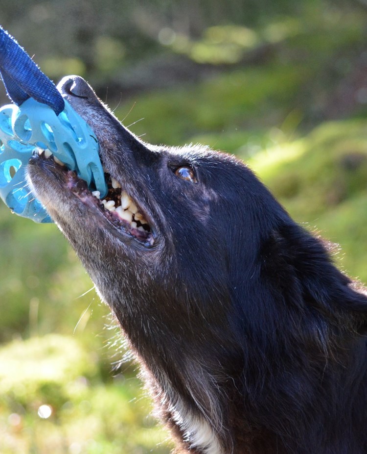 Hund drar i leksak med tänderna
