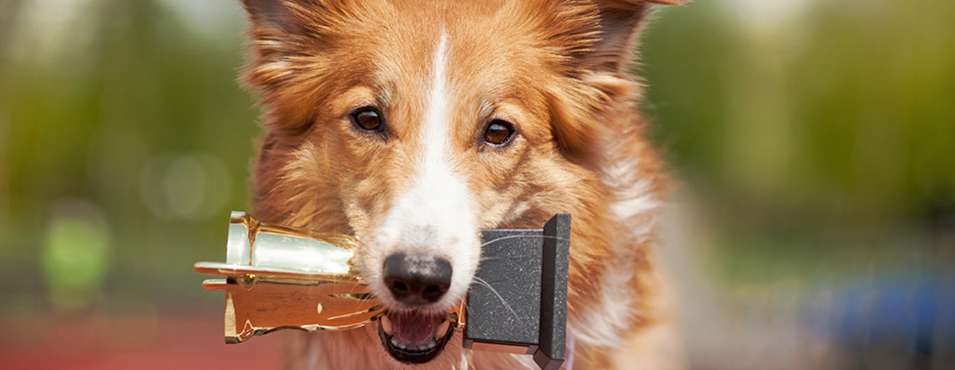 Hund som håller i en pokal