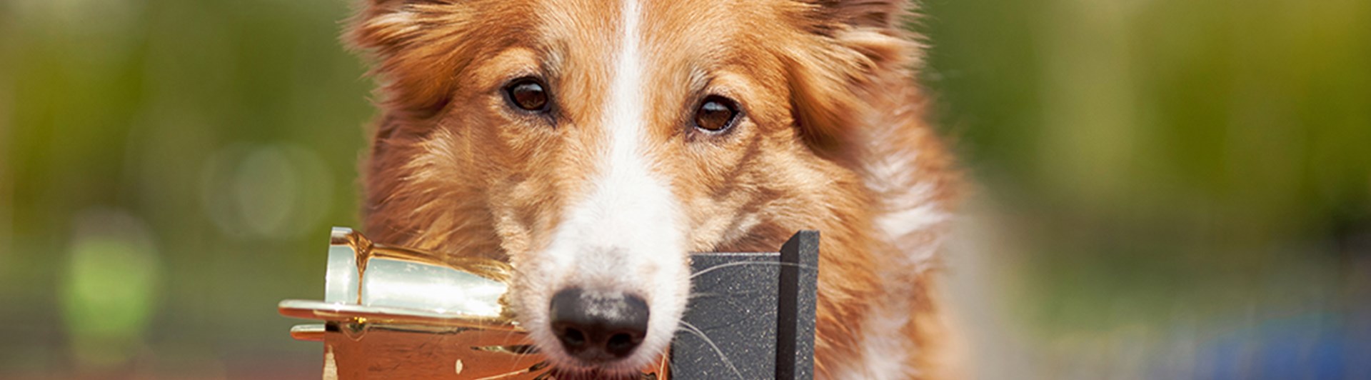 Hund som håller i en pokal