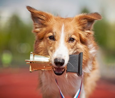 Hund som håller i en pokal