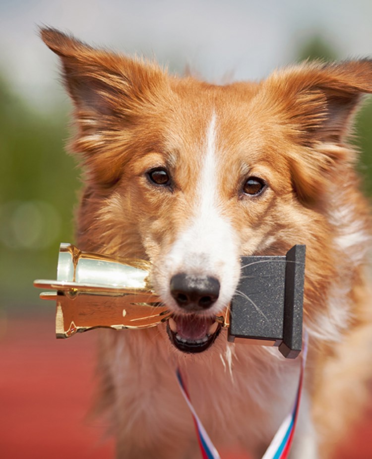 Hund som håller i en pokal