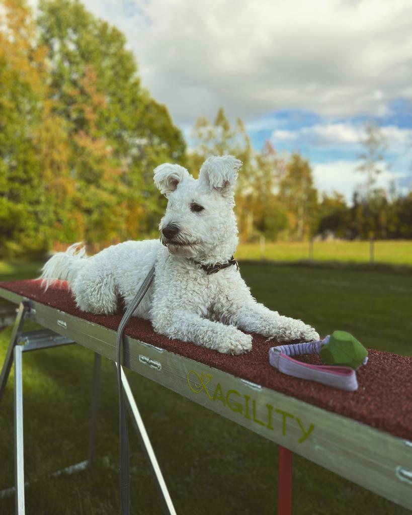 Pumi på Agility hinder