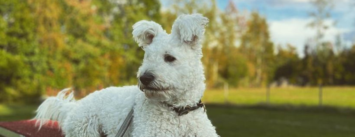 Pumi på Agility hinder