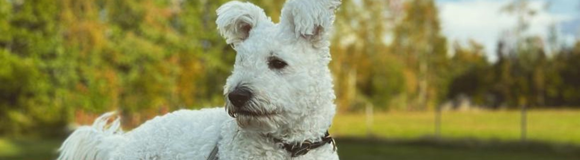 Pumi på Agility hinder
