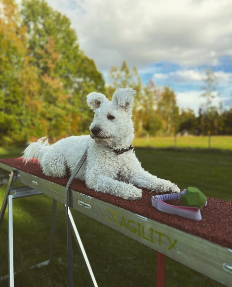 Pumi på Agility hinder