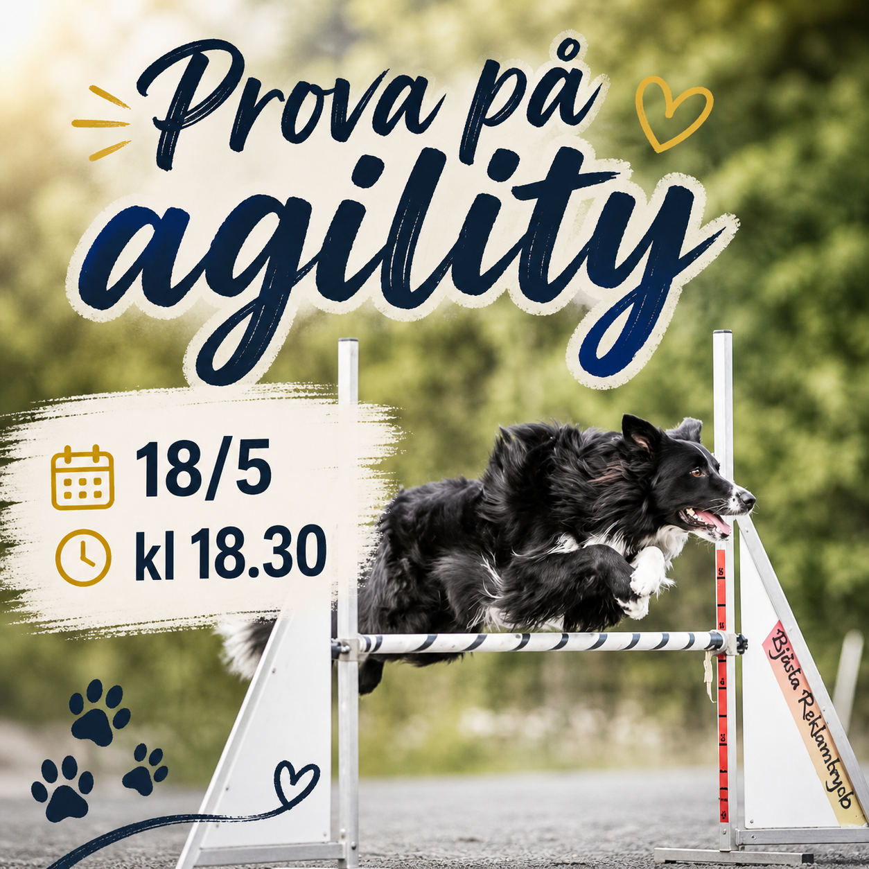 Prova på agility