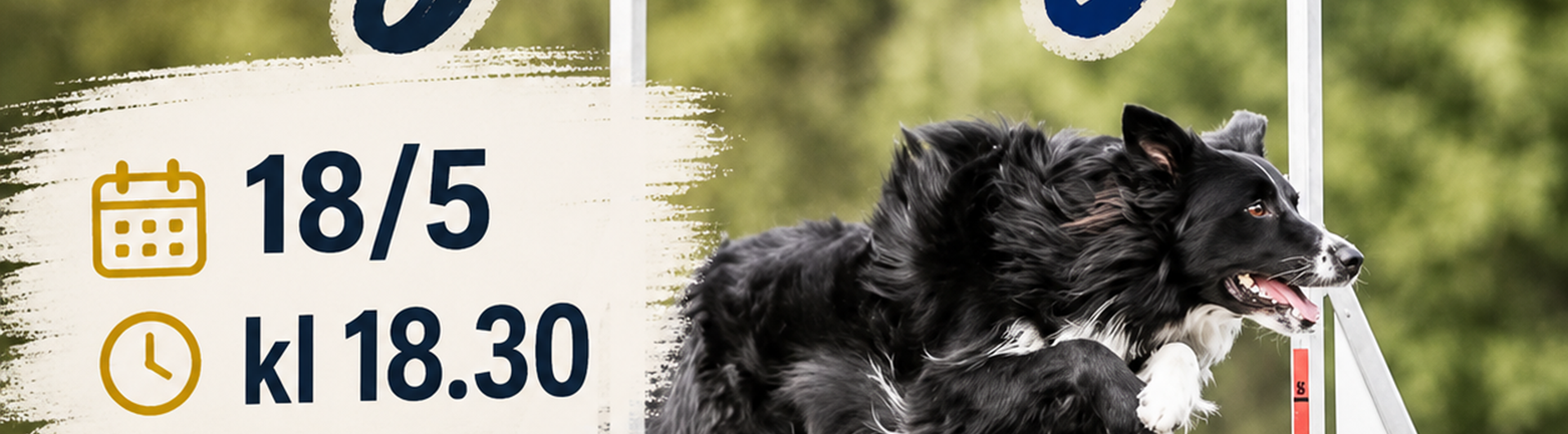 Prova på agility