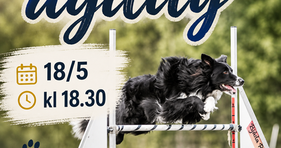 Prova på agility