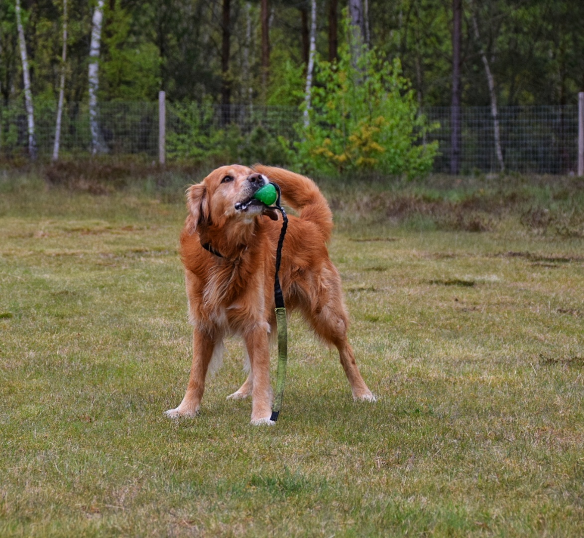 Golden Retriever Leksak