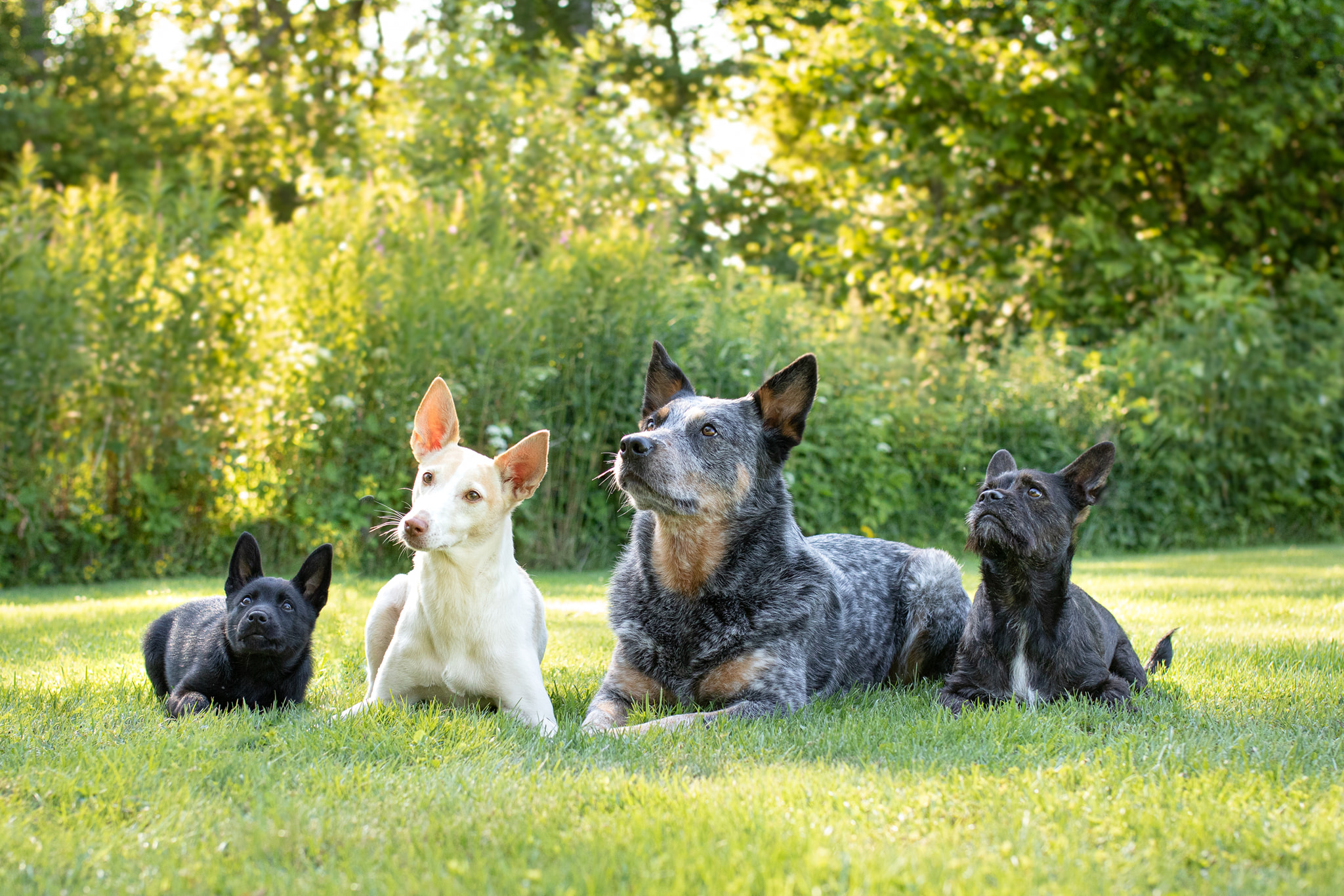 Hundar ligger i gräset