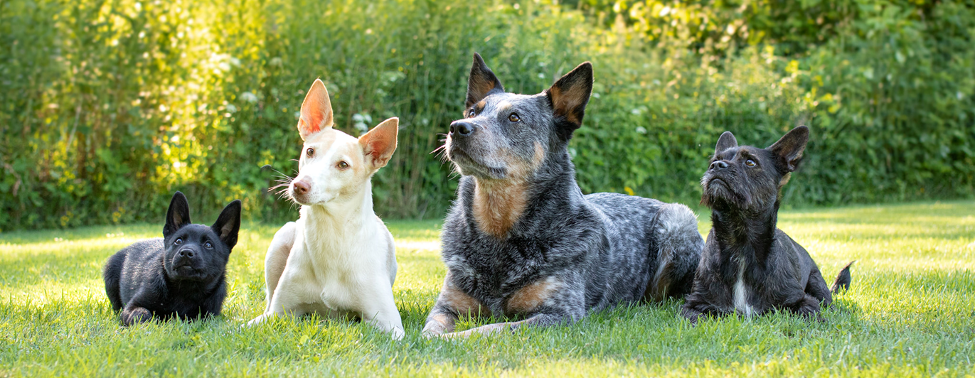 Hundar ligger i gräset