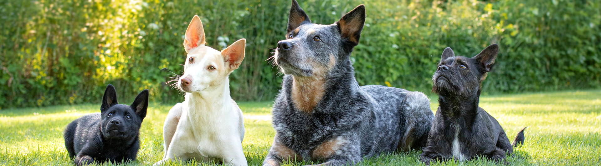 Hundar ligger i gräset