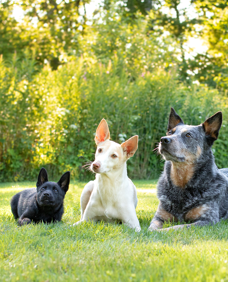 Hundar ligger i gräset