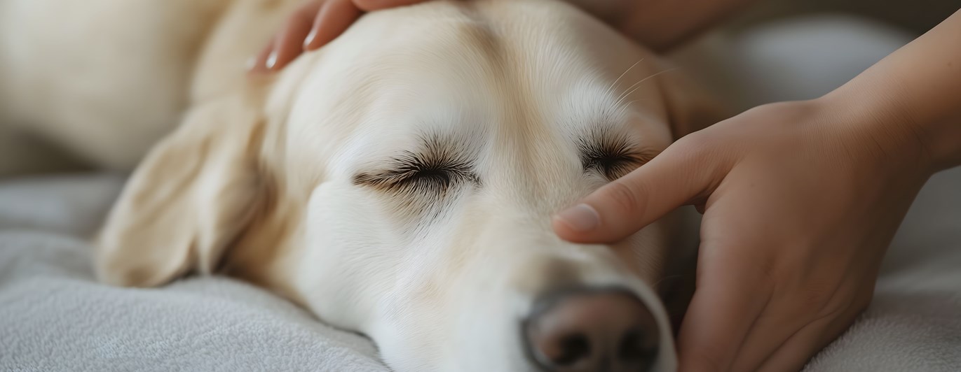 Hund som masseras