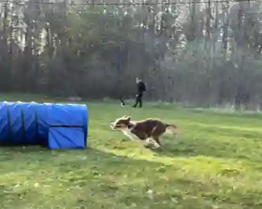 Hund springer mot agilitytunnel