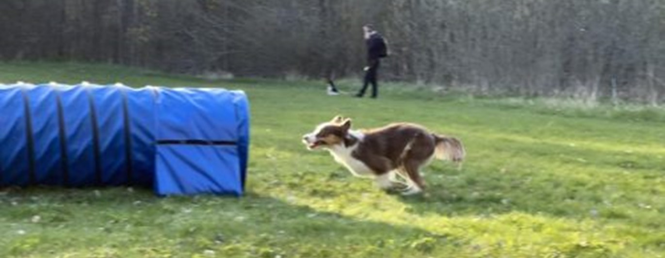 Hund springer mot agilitytunnel