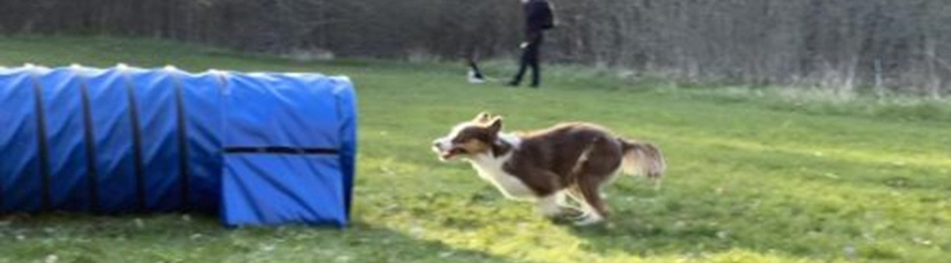 Hund springer mot agilitytunnel