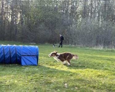Hund springer mot agilitytunnel