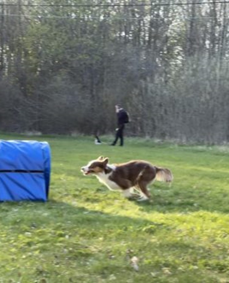 Hund springer mot agilitytunnel