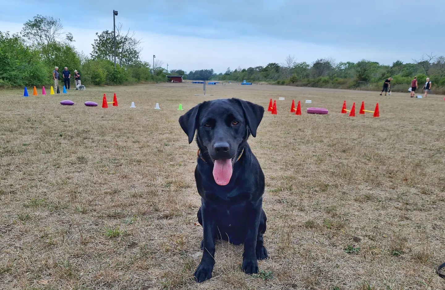 Hund framför aktiviteter på appellplan