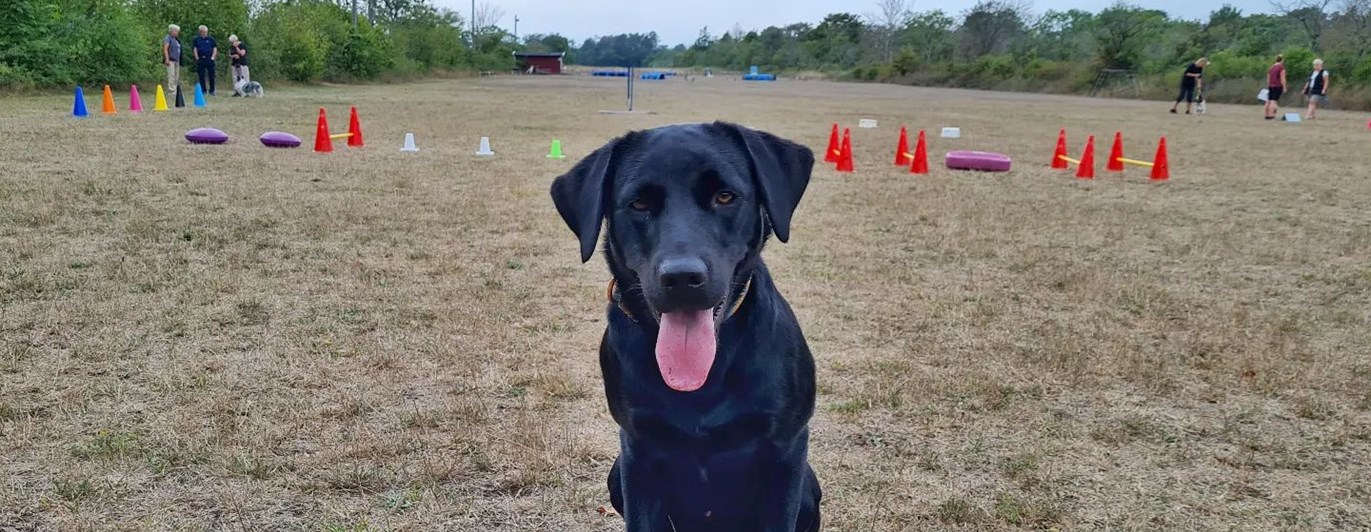 Hund framför aktiviteter på appellplan