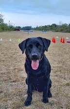 Sektion - Allmänlydnad